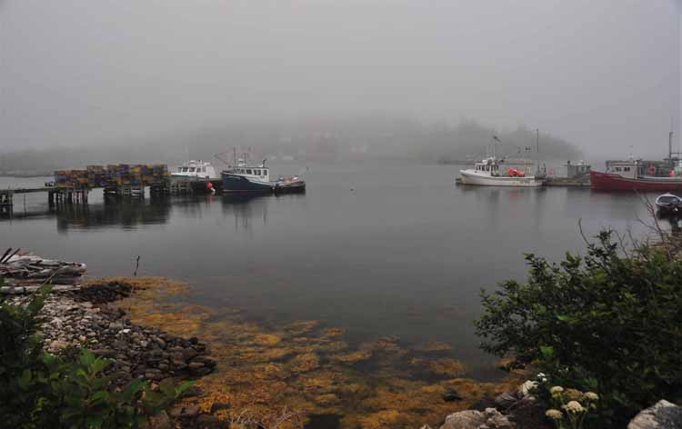 whitehead wharf